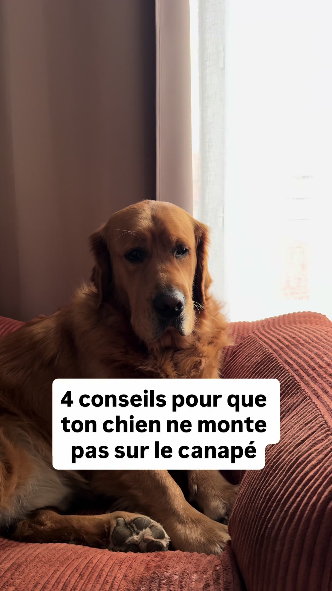 @Uggy Le Golden 🐶