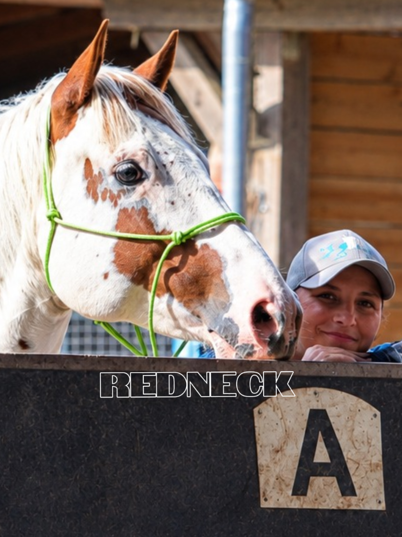 @Farbklecks Pferde