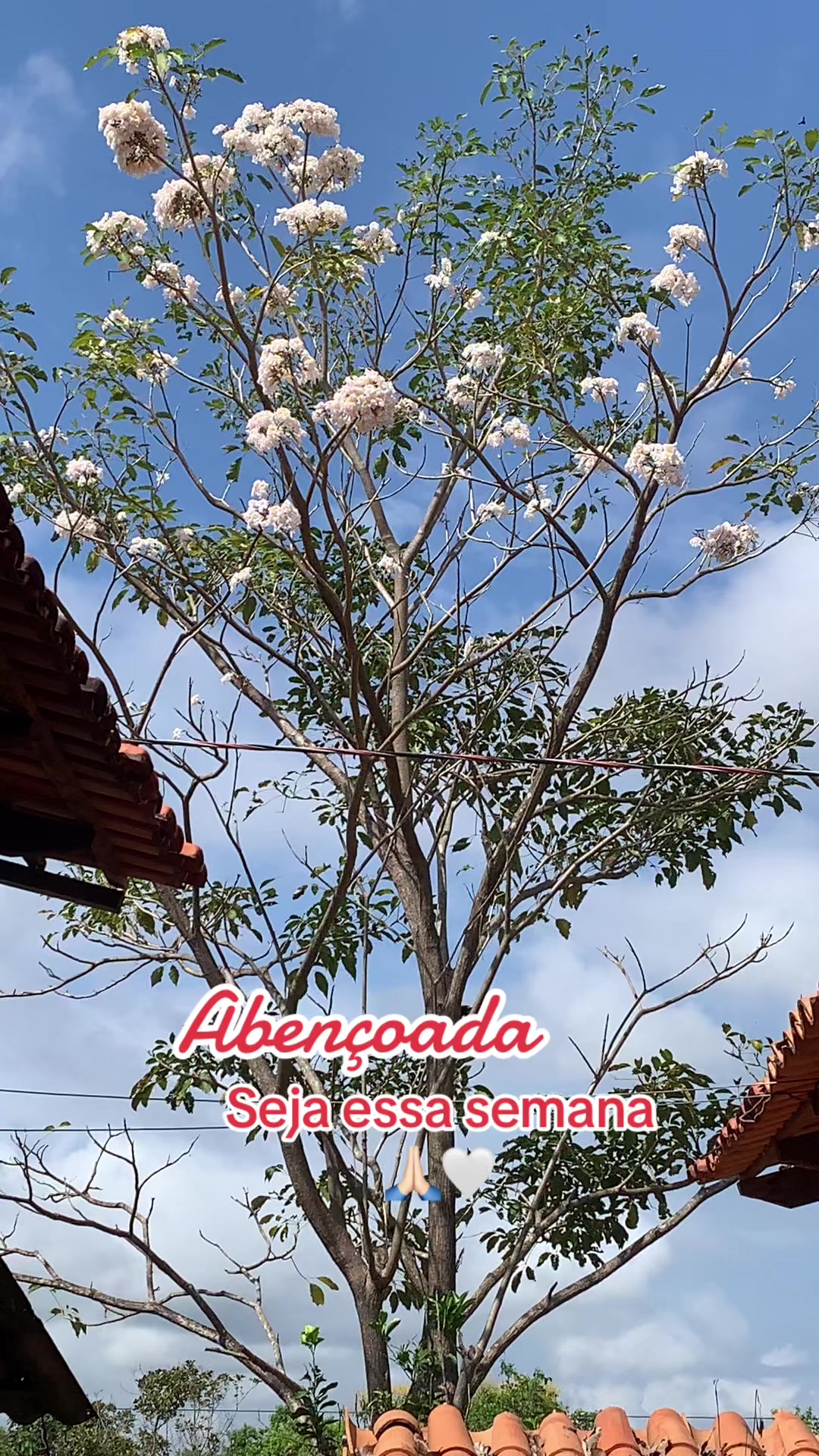 @Entre Laços