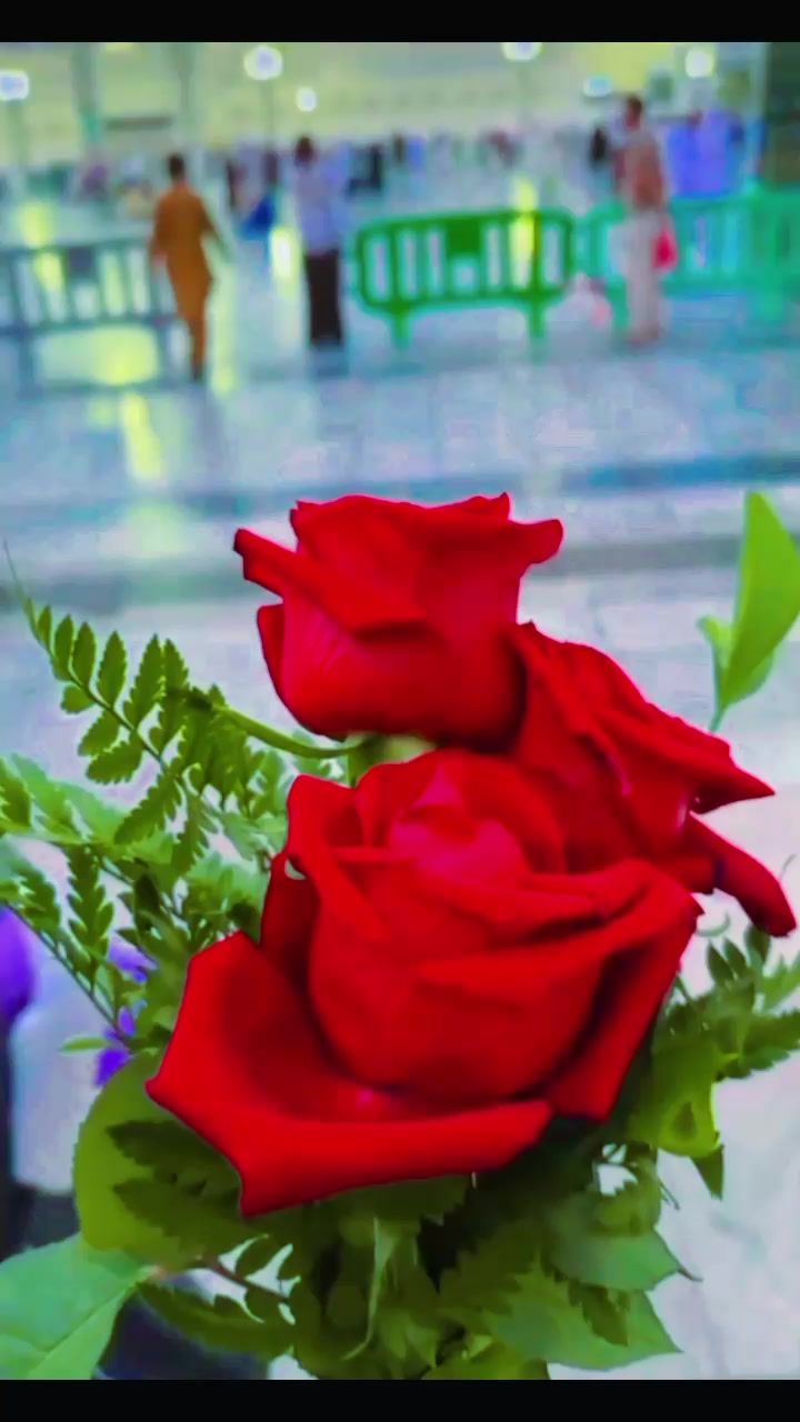 @🌹⃝࿇᭙ꫝ𝓲𝓽ꫀ_𝘳ꪮ𝘴ꫀ࿇⃝🌹