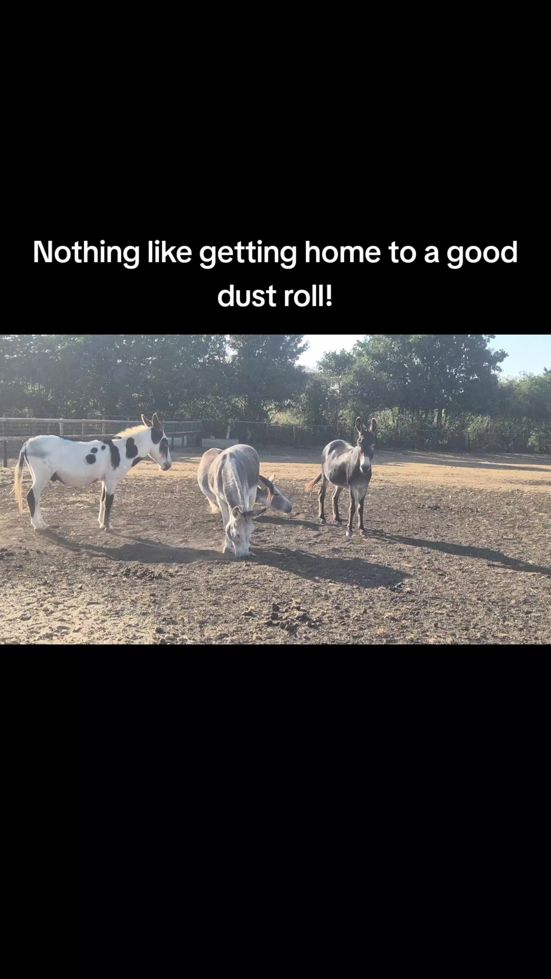 @Kellys Donkeys & 2nd Chance F