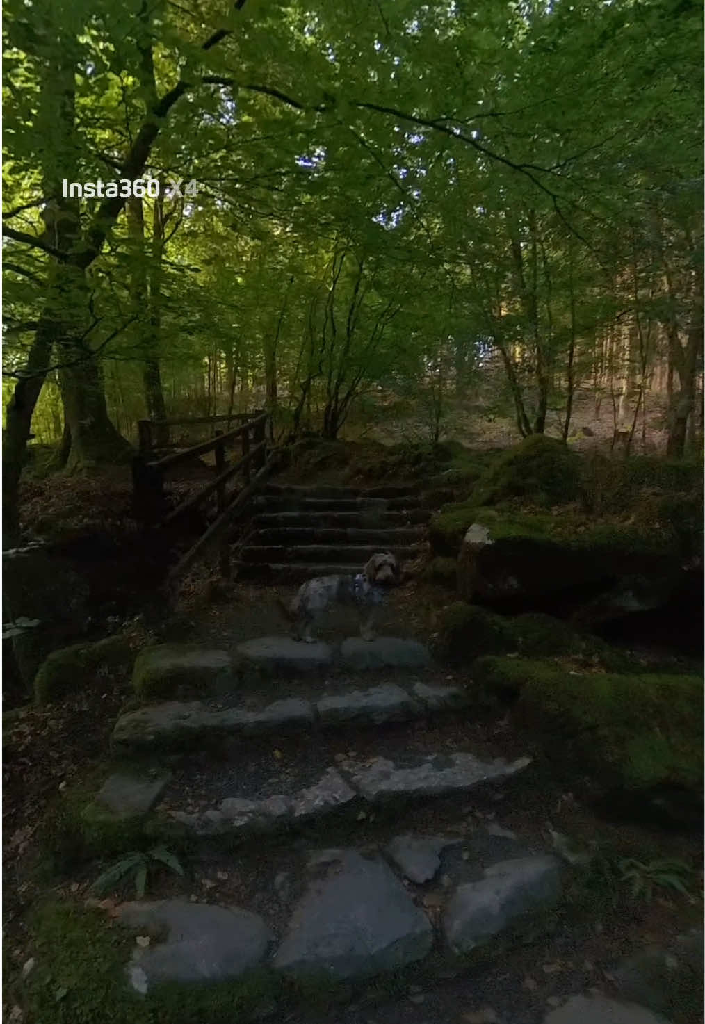 @pennythesprockerpoo