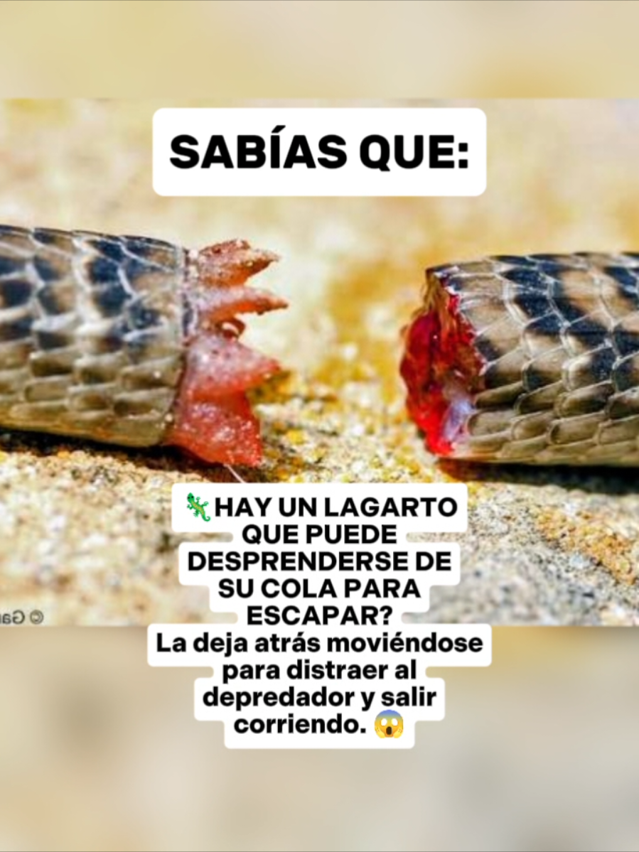 @CLUB DE ANIMALES