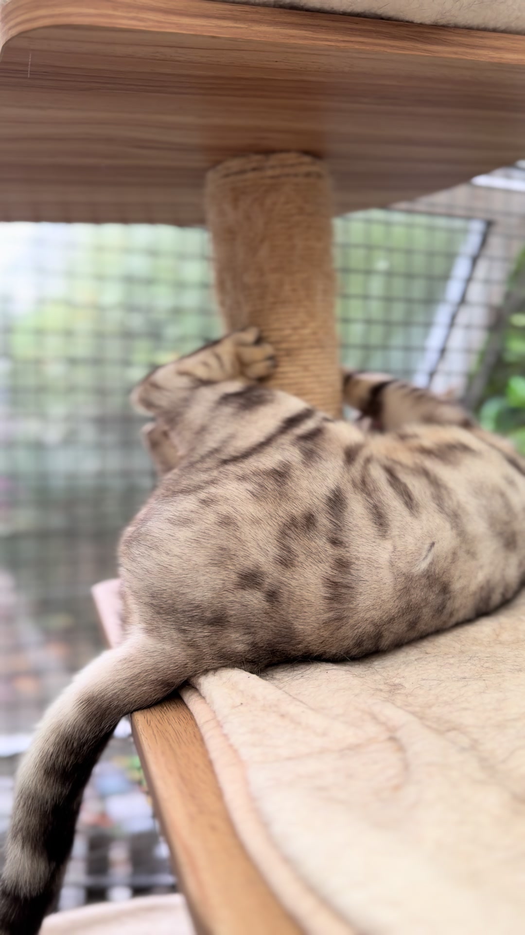 @Herongate Village Cattery