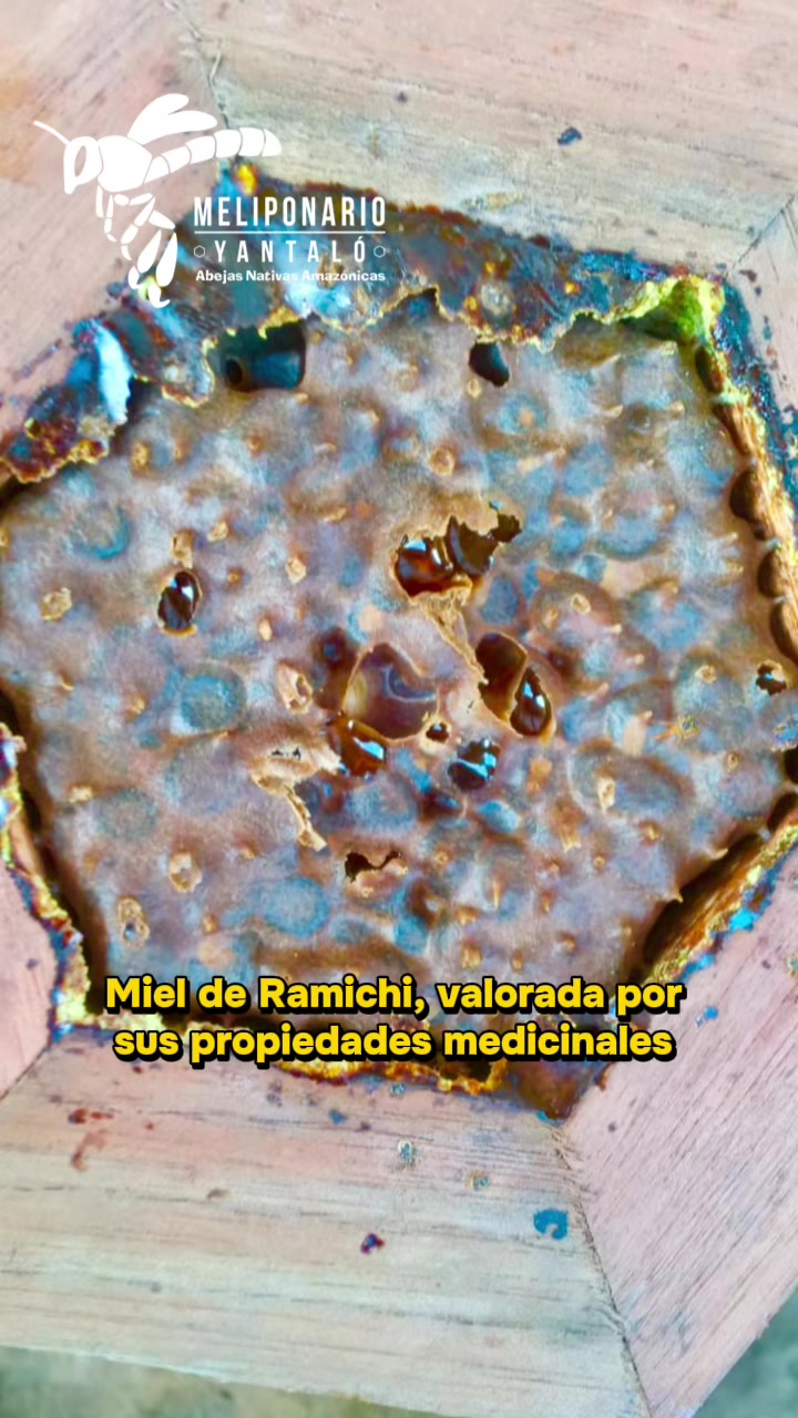 @MELIPONARIO YANTAL&Oacute;
