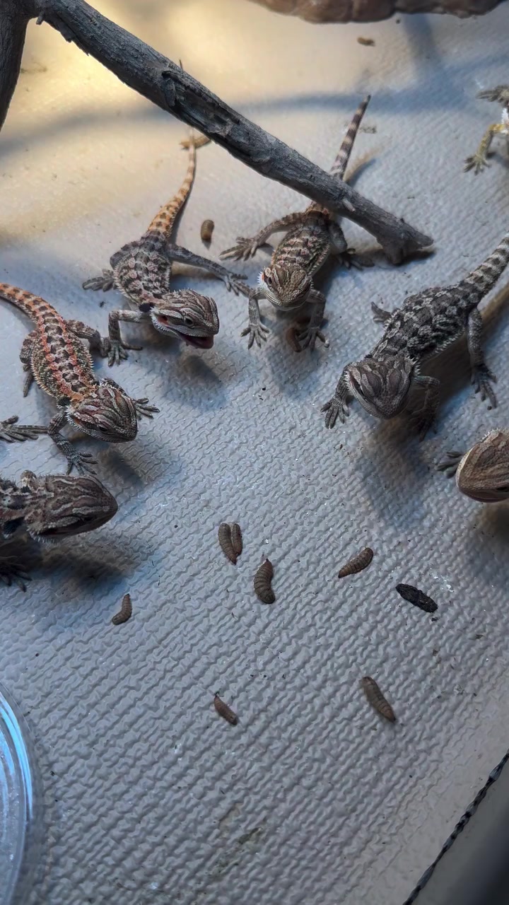 @Morph Reptiles