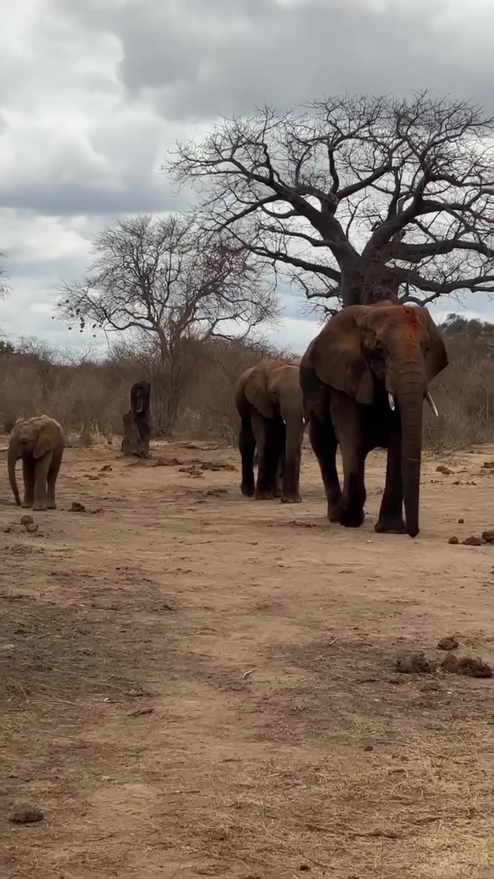 @SheldrickTrust