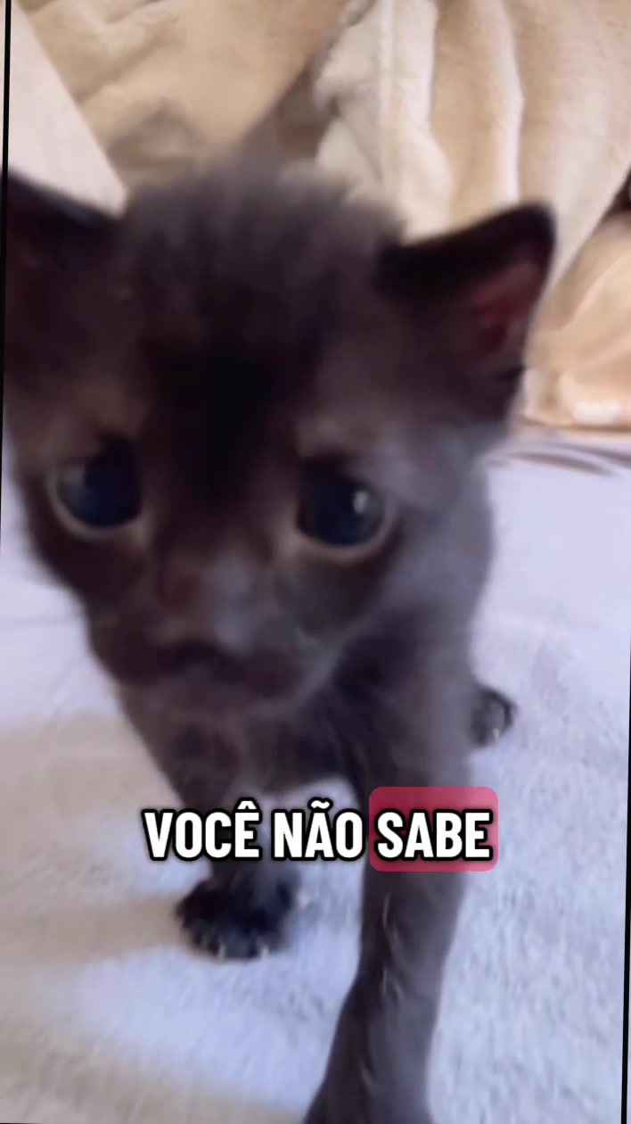 @Gatosetravessuras@10