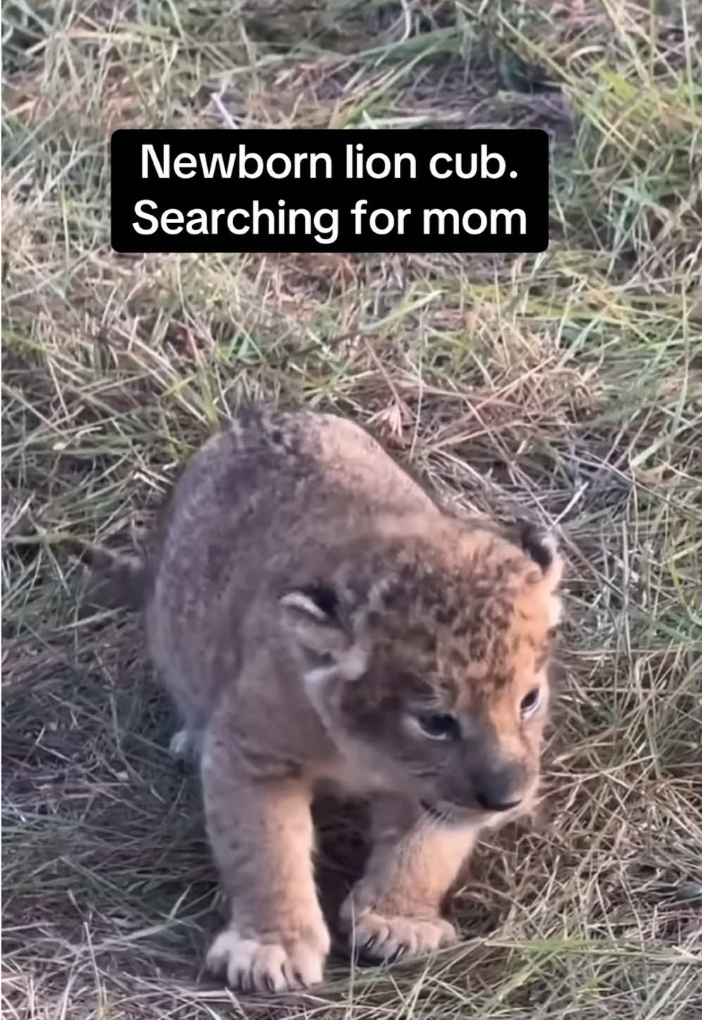 @KJ@LoveAnimalsEpicNature