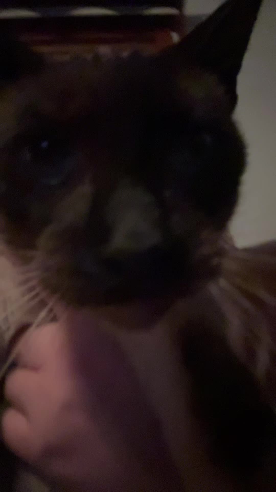 @emmagilbert.13
