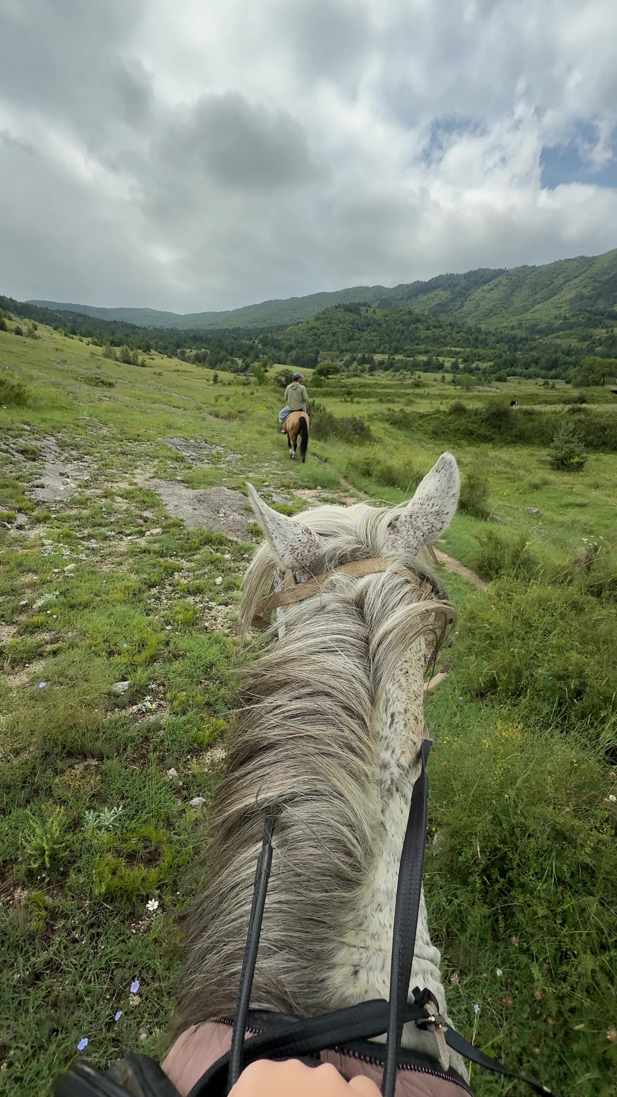 @horselek