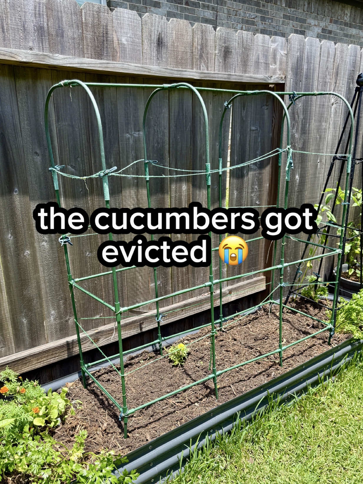 @Sara’s Bites 🌱