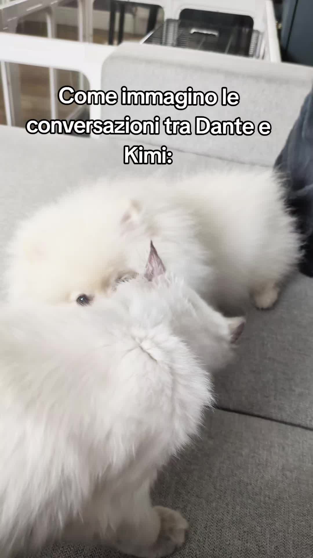 @notagoth