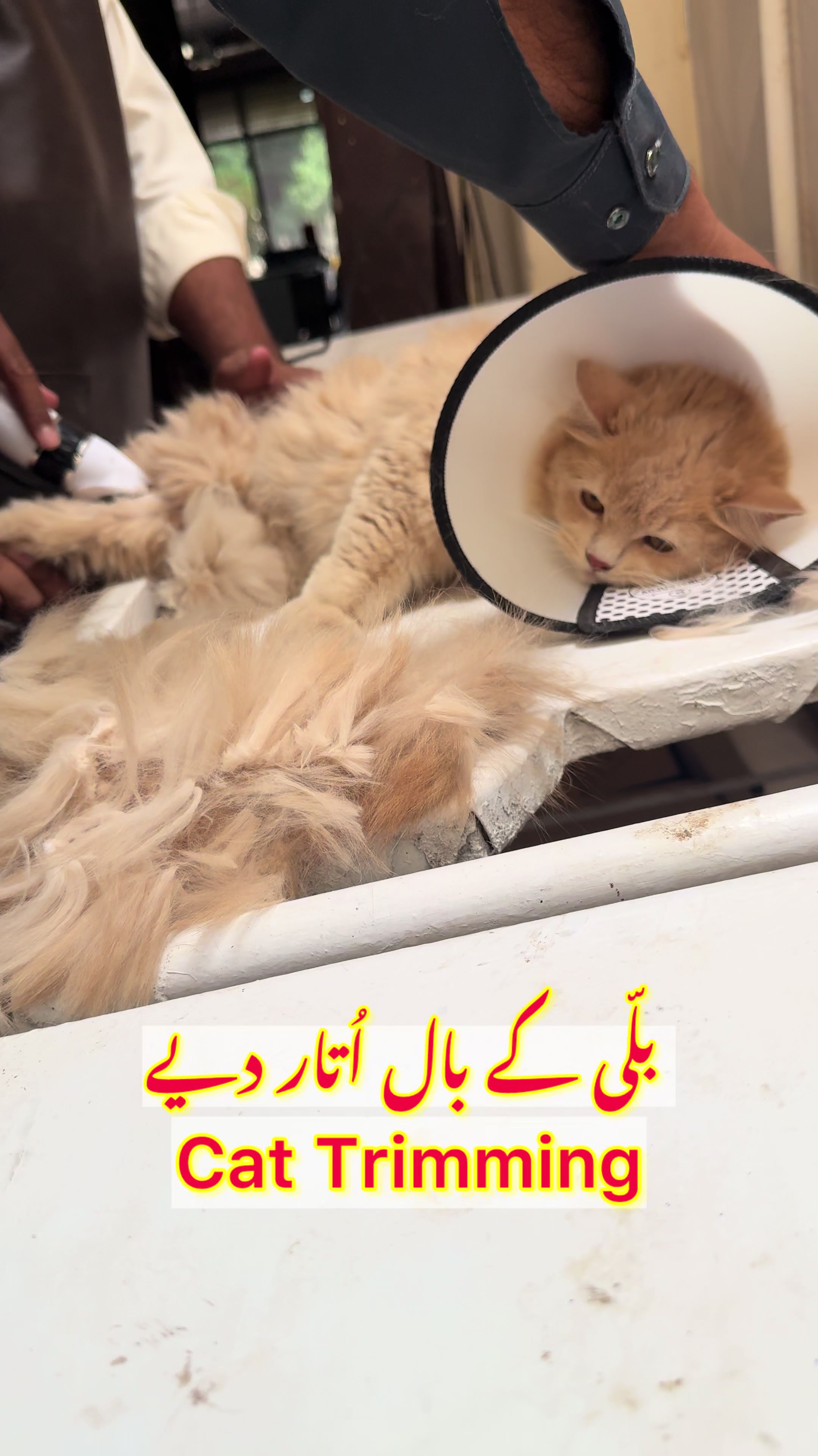@vet.dr.mohsin4800