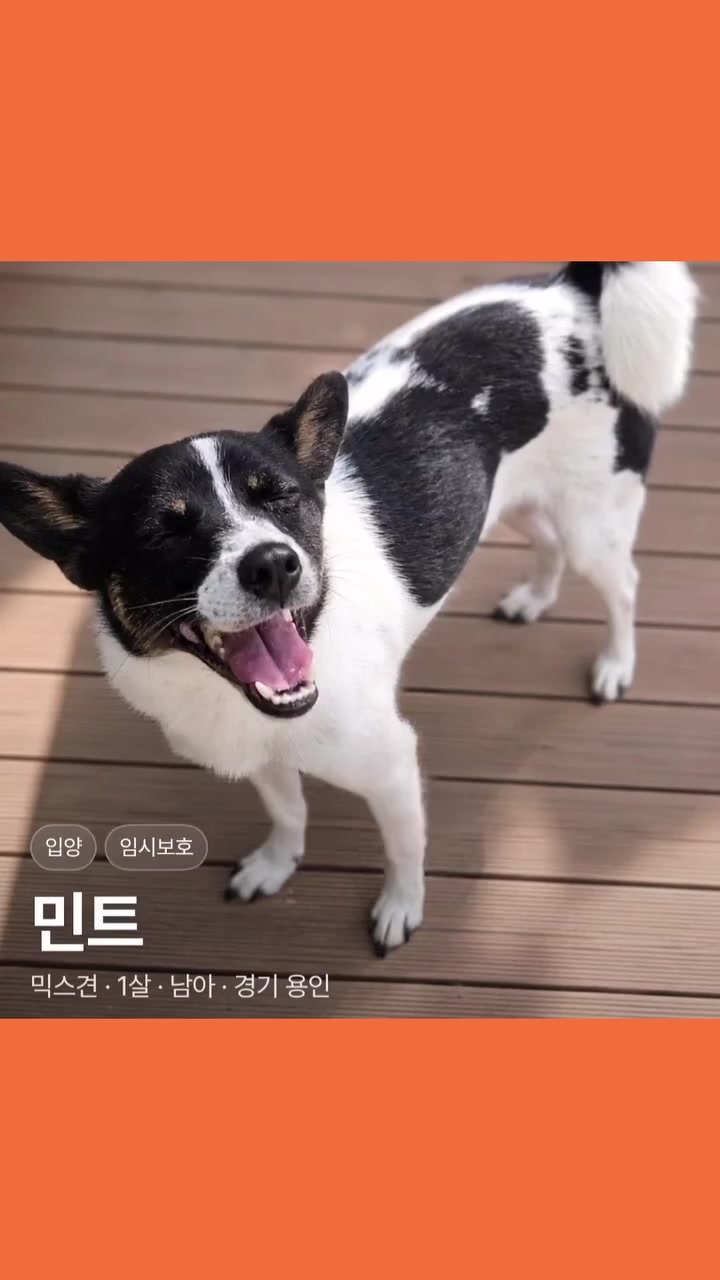 @🐶🐶엄지맘🐕&zwj;🦺🦮🐩