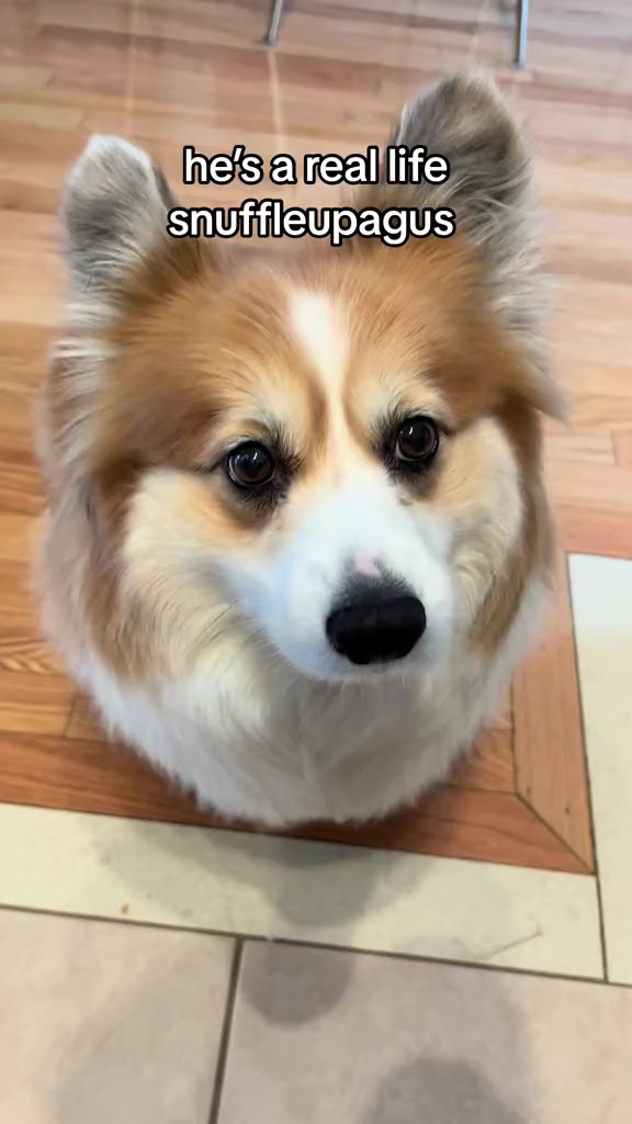 @hudsonthefluffycorgi