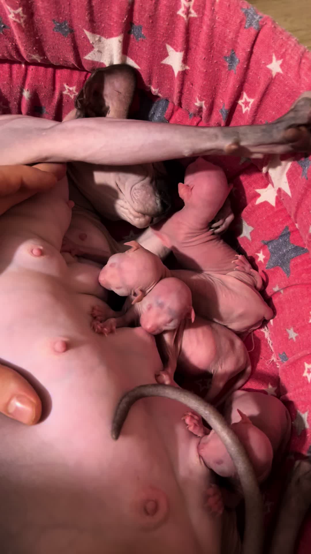 @Diana Ciortan Sphynx Romania