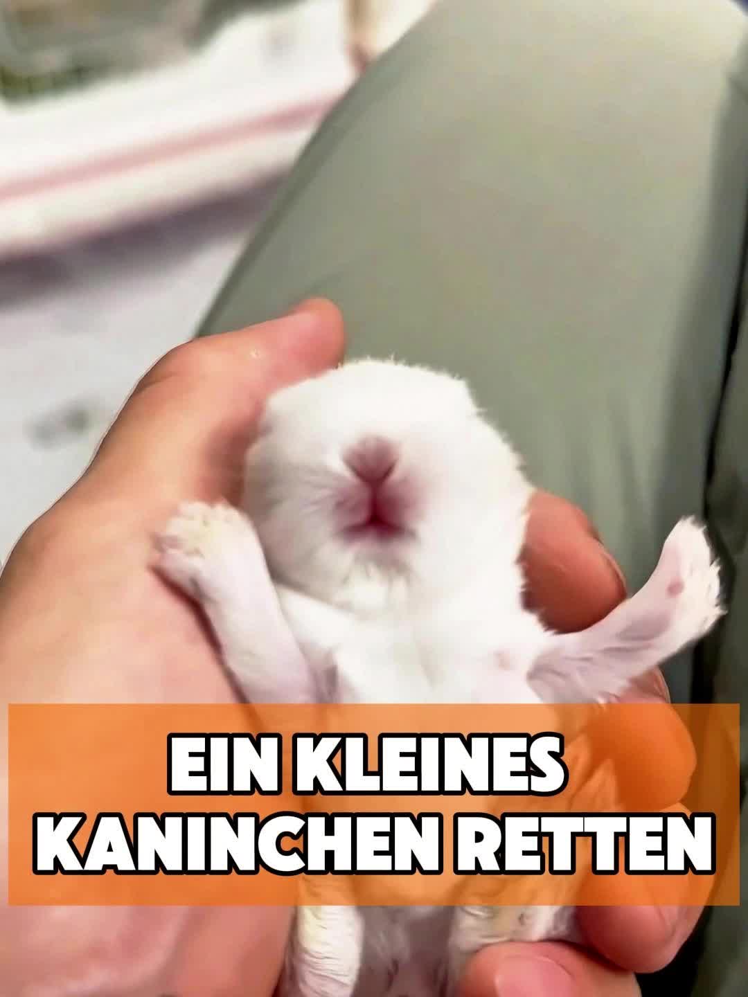 @toto_tier