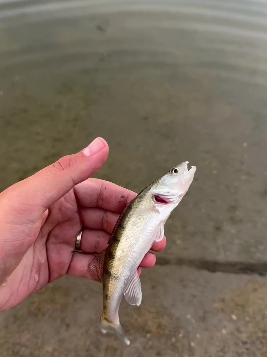 @ViennaDsFishing