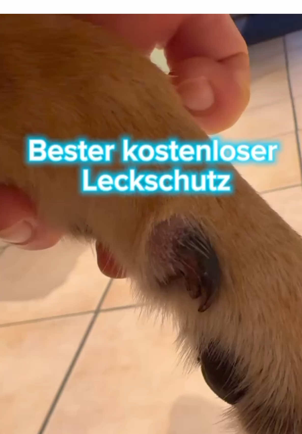 @INSAbenteuerHund