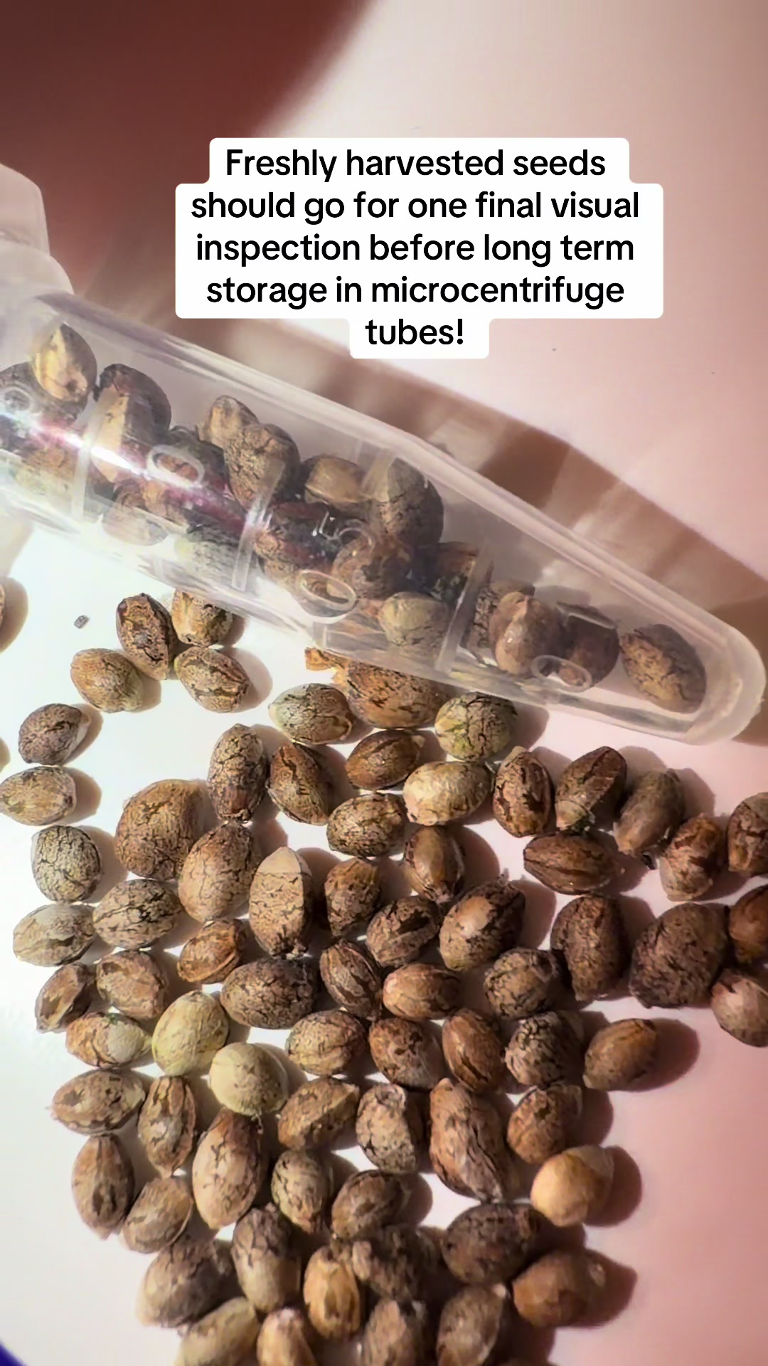 @SEEDTIVA