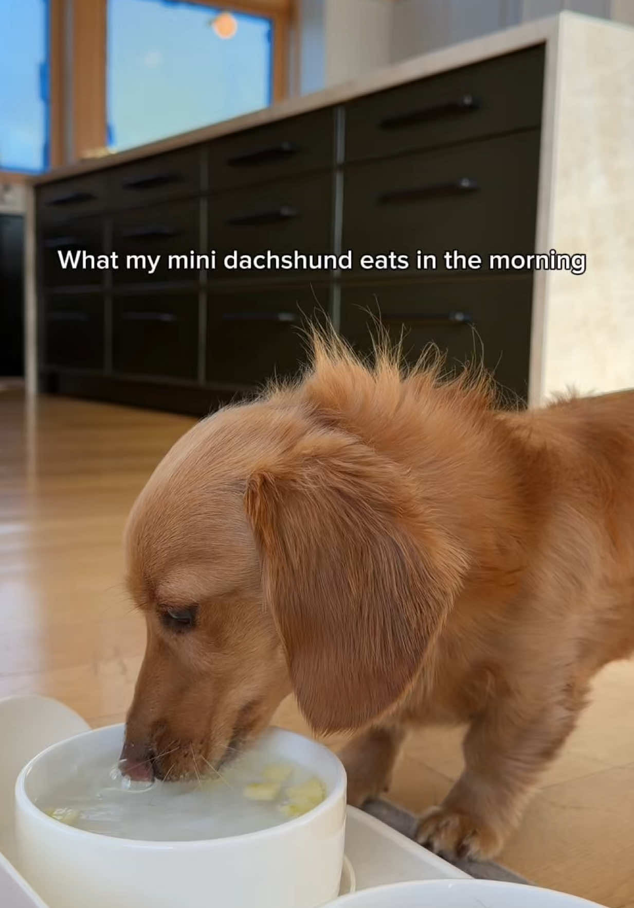 @cashewdachshund