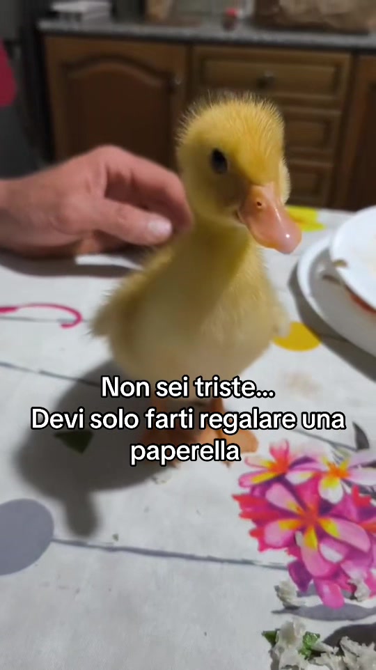 @Chiaruz26