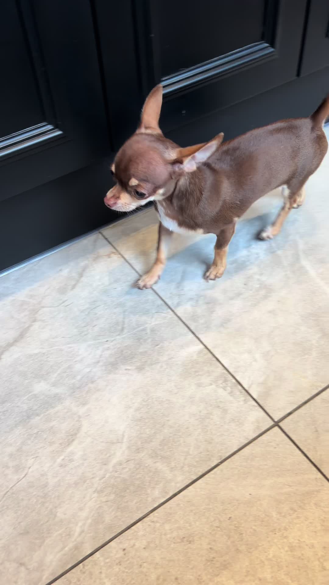 @Suffolk Chihuahuas