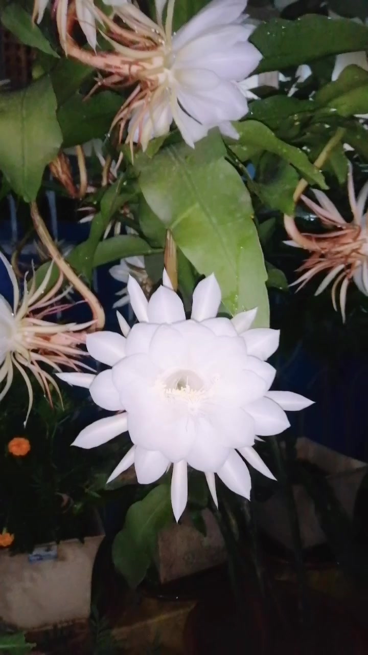 @Sumitra _Lama_Ranamagar🧿🧿
