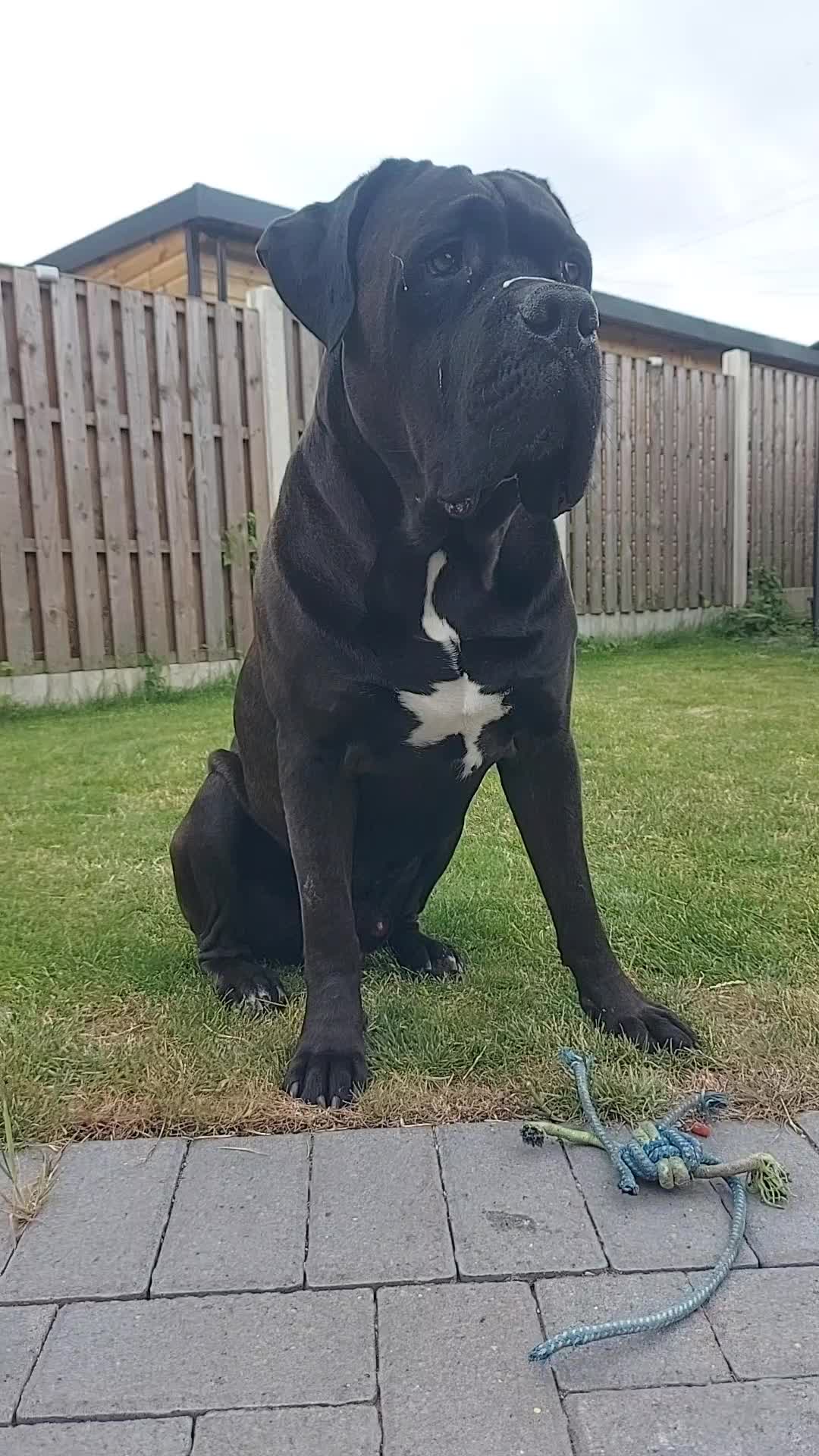 @Canecorspuppy