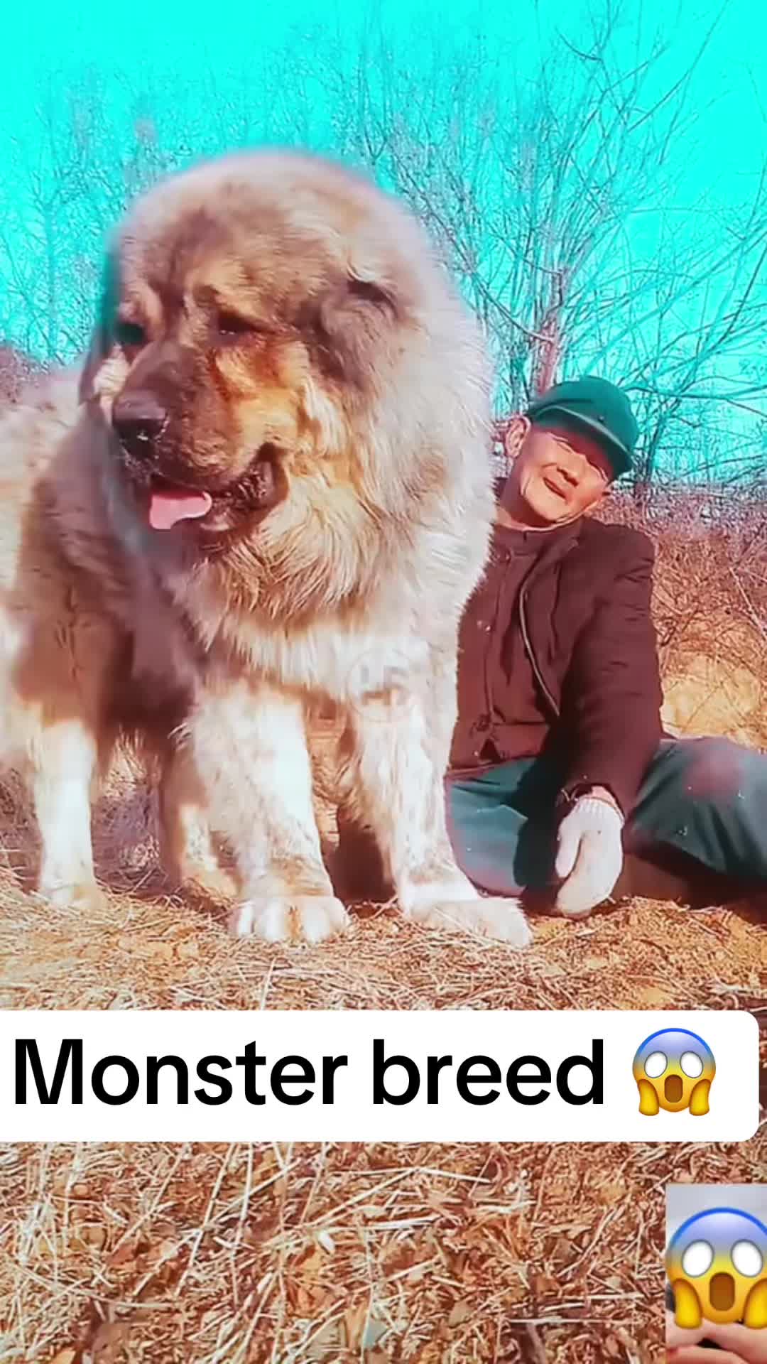 @Canine Legends