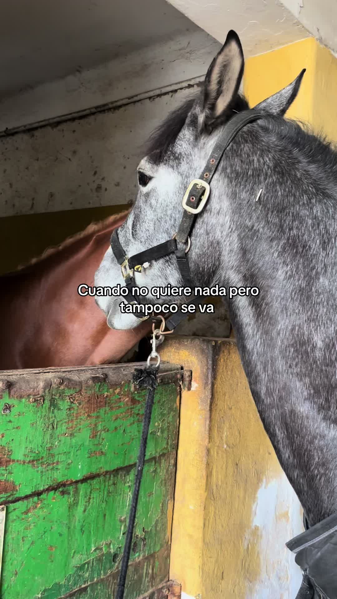 @Ana
