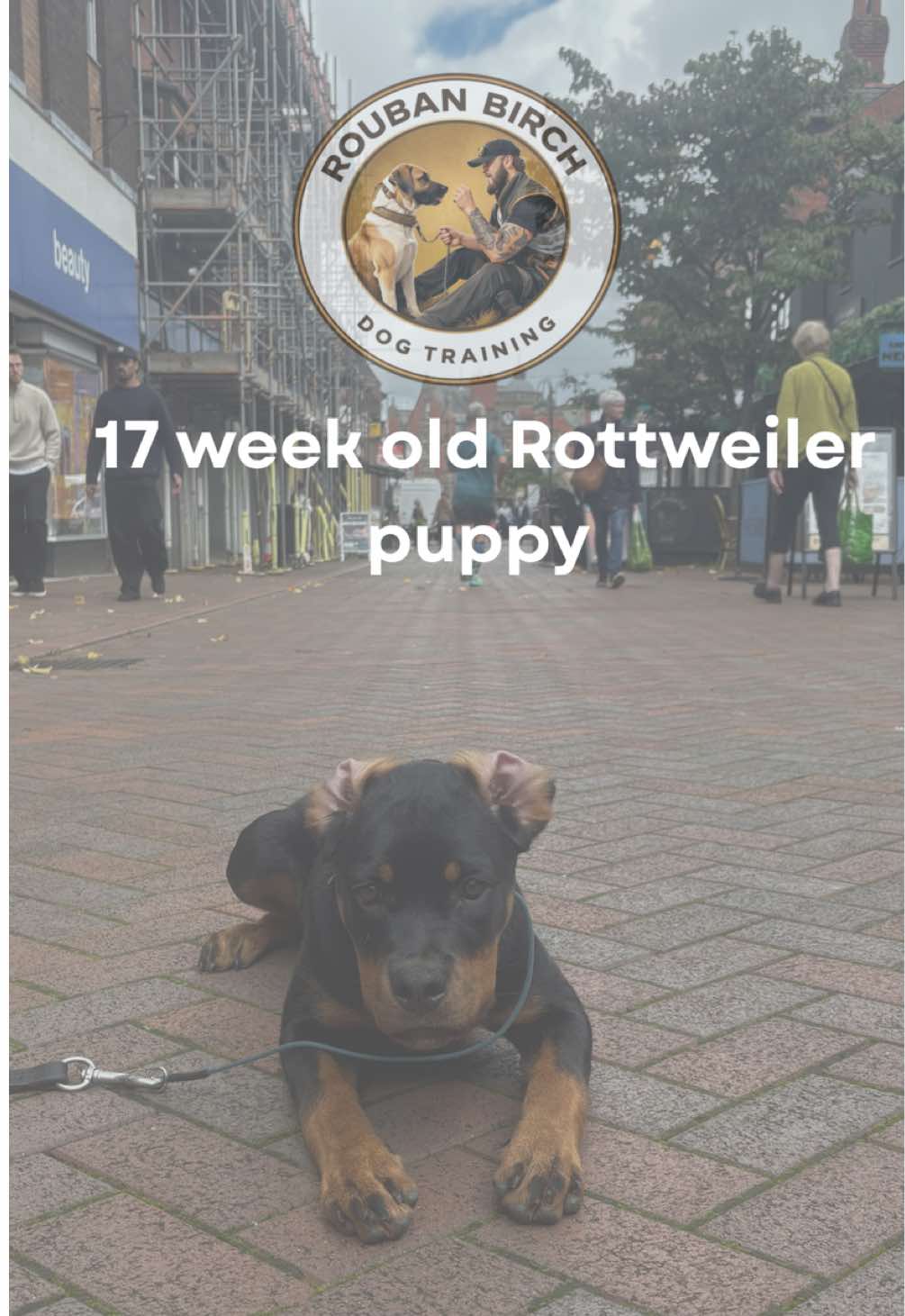 @rbdogtraining