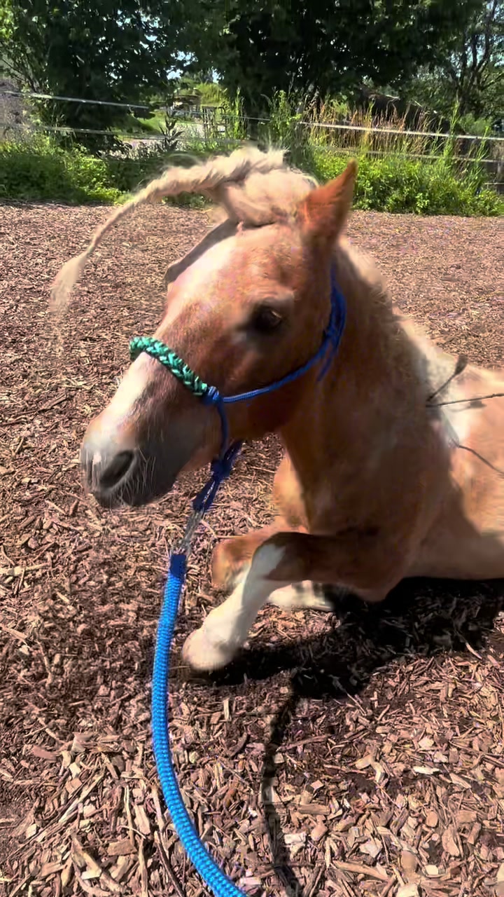 @Horse Heavenly