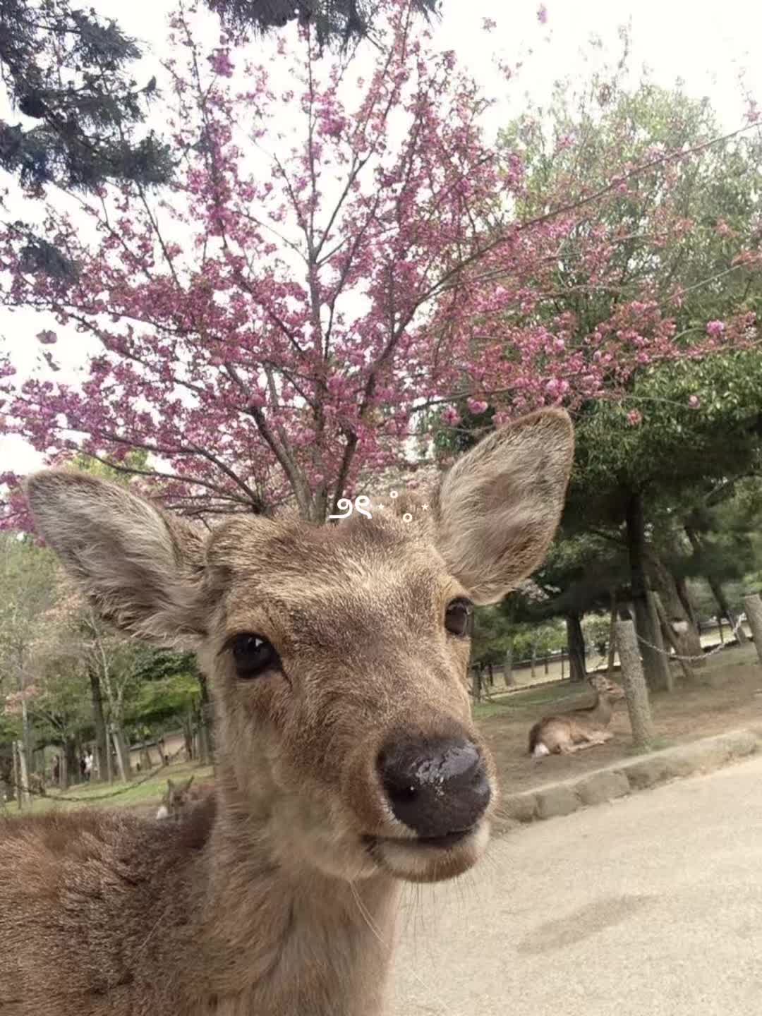 @春玉