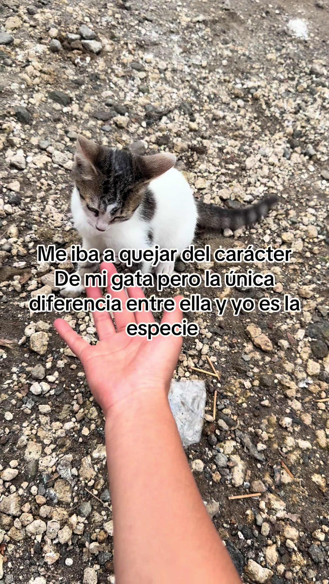 @ᥫ᭡⋆˚࿔🍓 Katerine 🍓𝜗𝜚˚⋆ᥫ᭡
