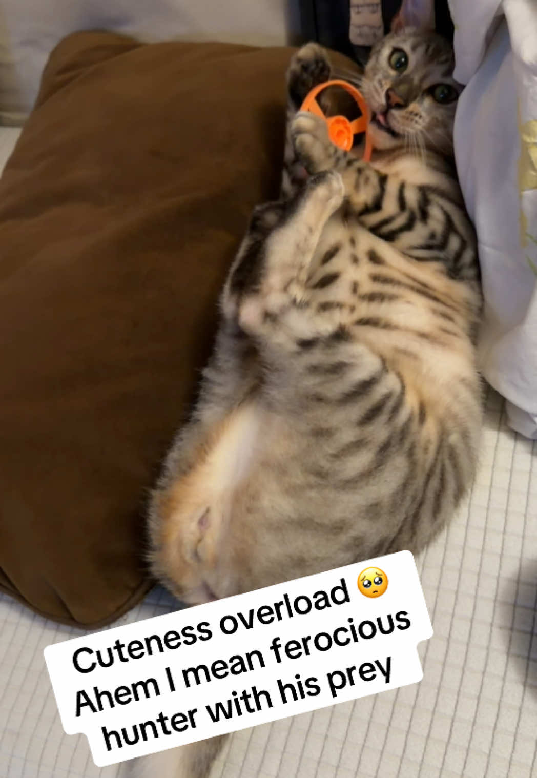 @gus.omatic