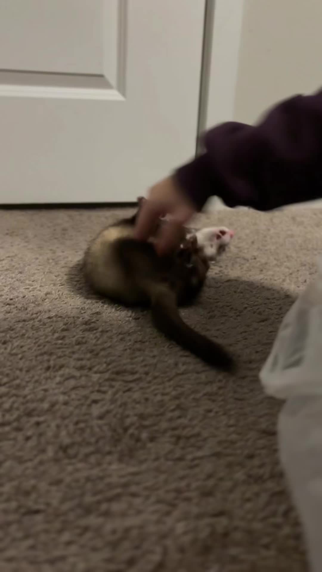 @oliverandstellaferrets