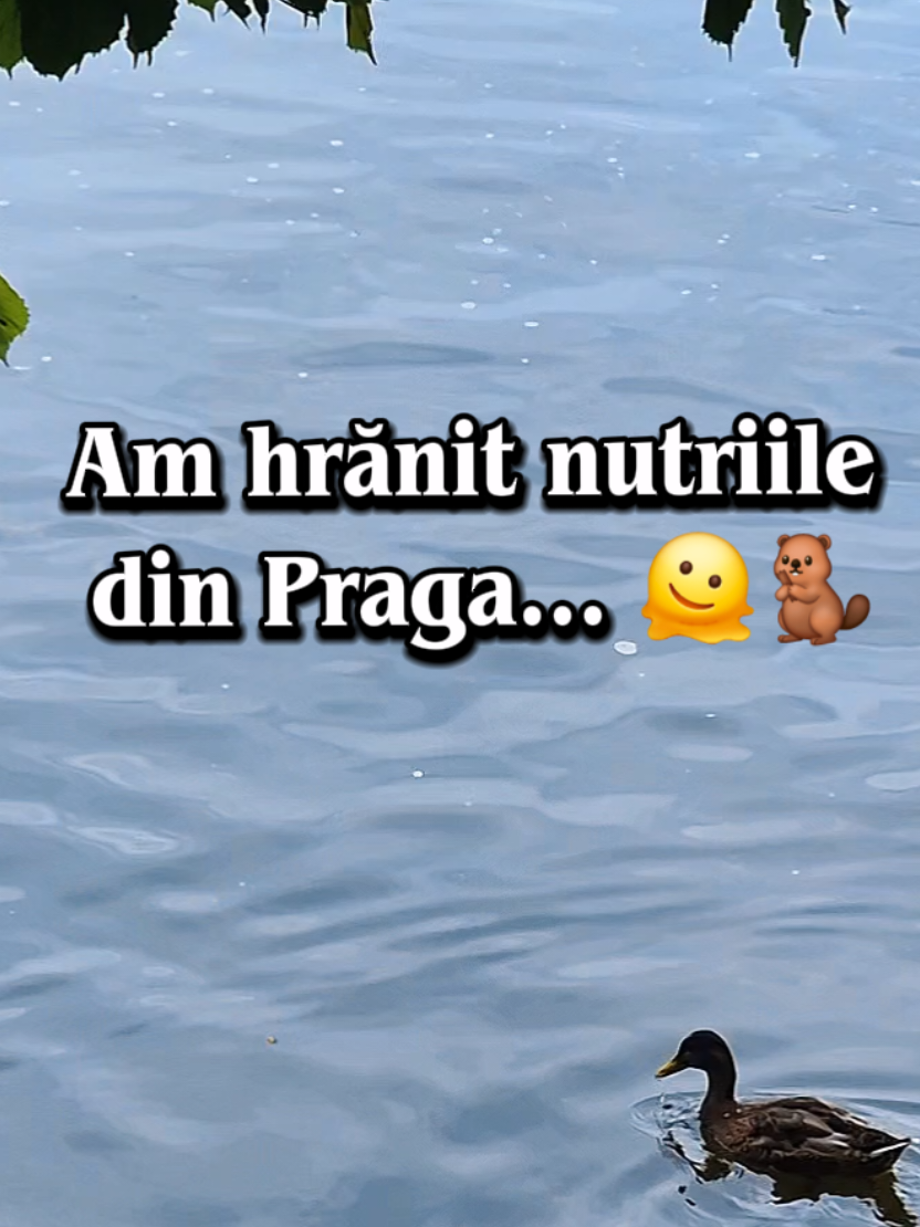 @Adina Manda
