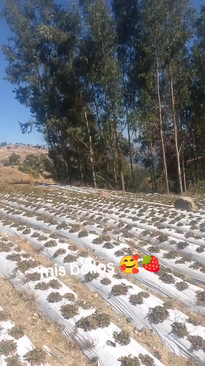 @luztafursanchez♥️