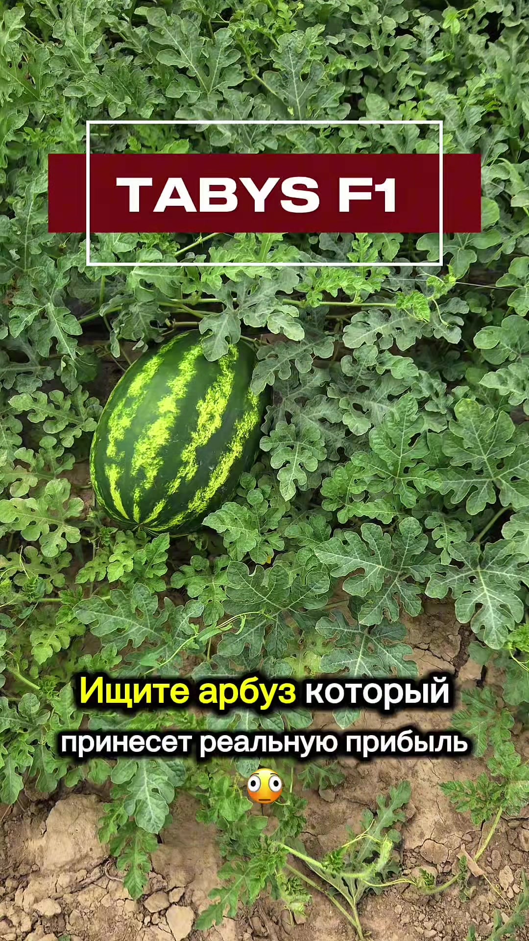 @Expert Agro Seeds