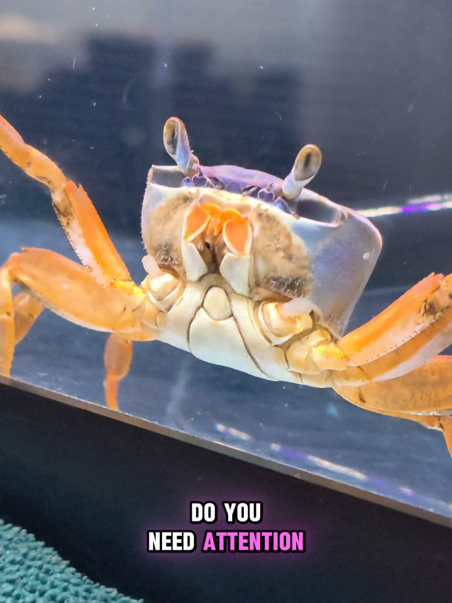 @Howie The Crab