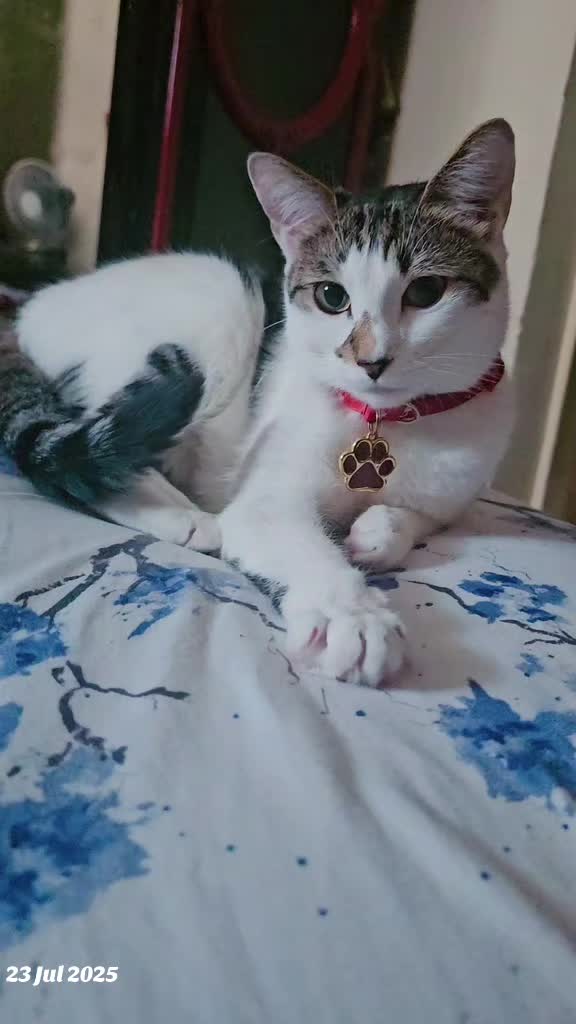 @cairo🐈