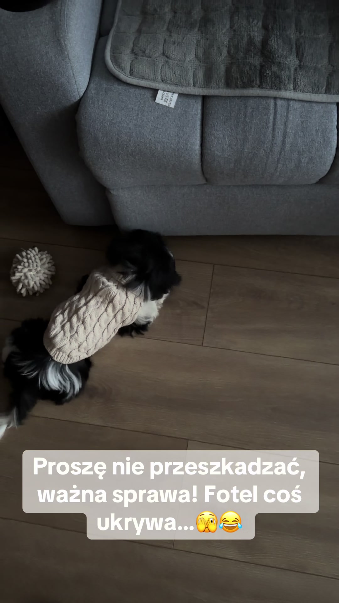 @Cleo shih-tzu