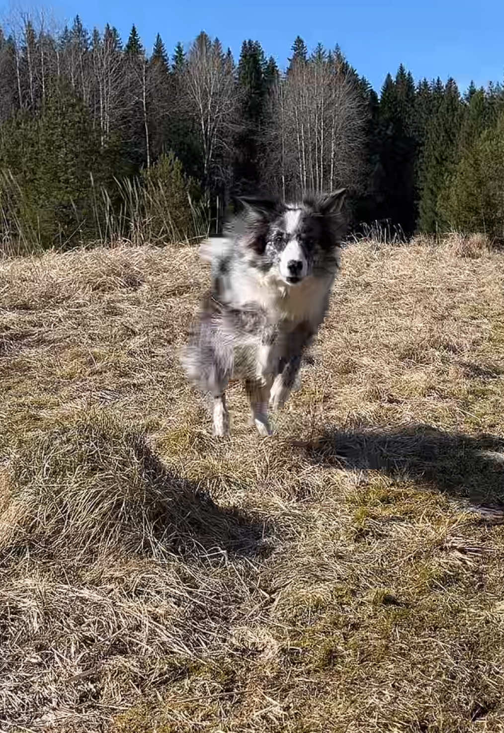 @bordercollieMuse