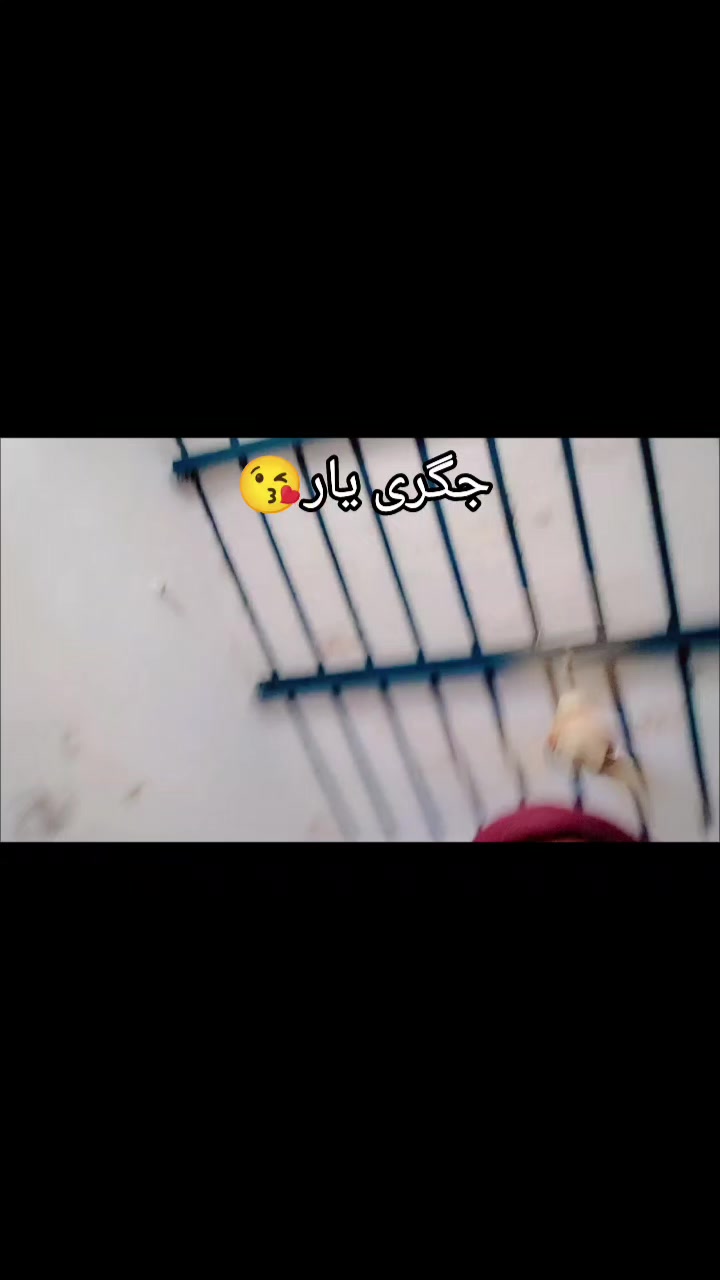 @مخلص بڈانی