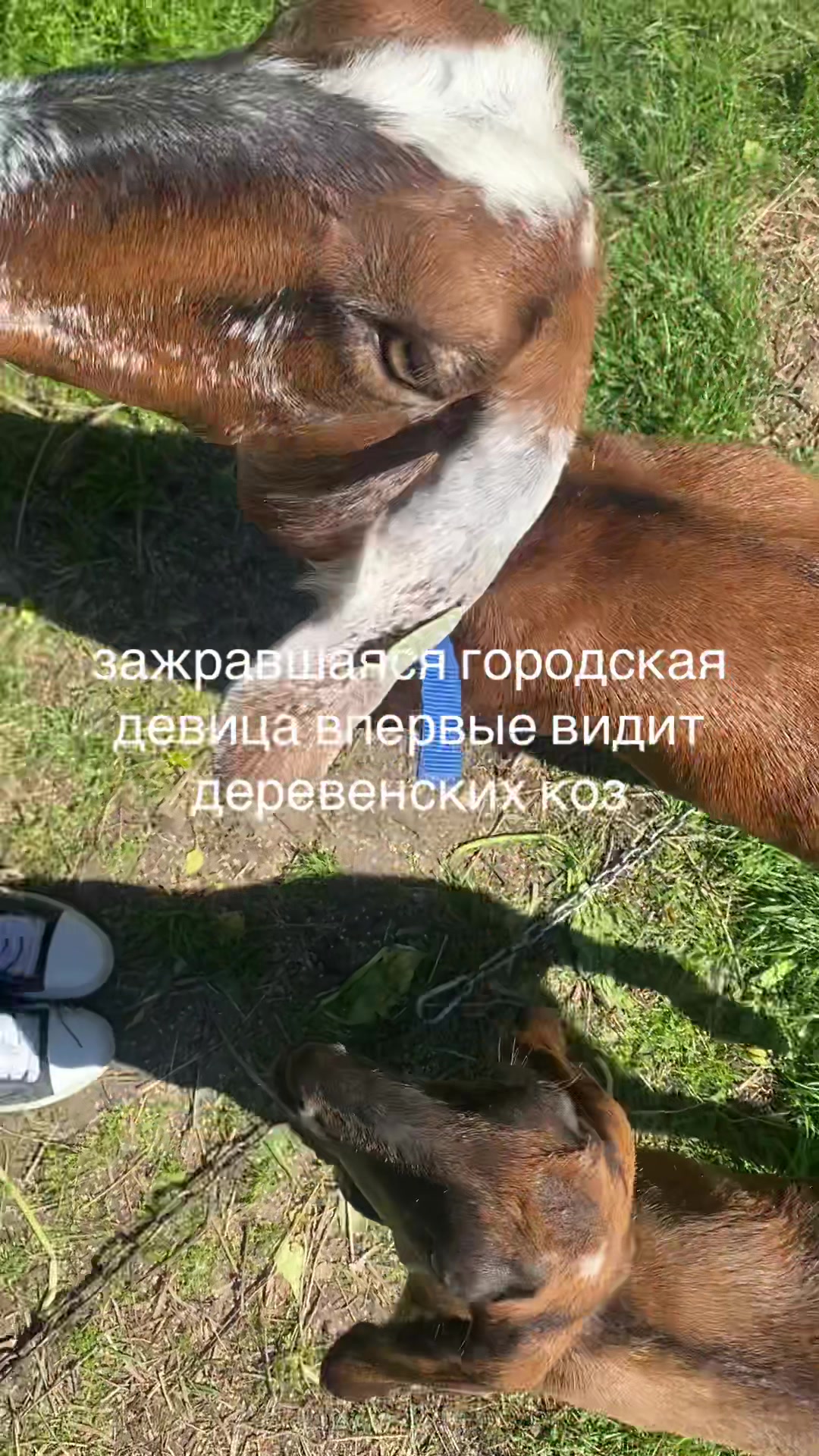 @котя риндити