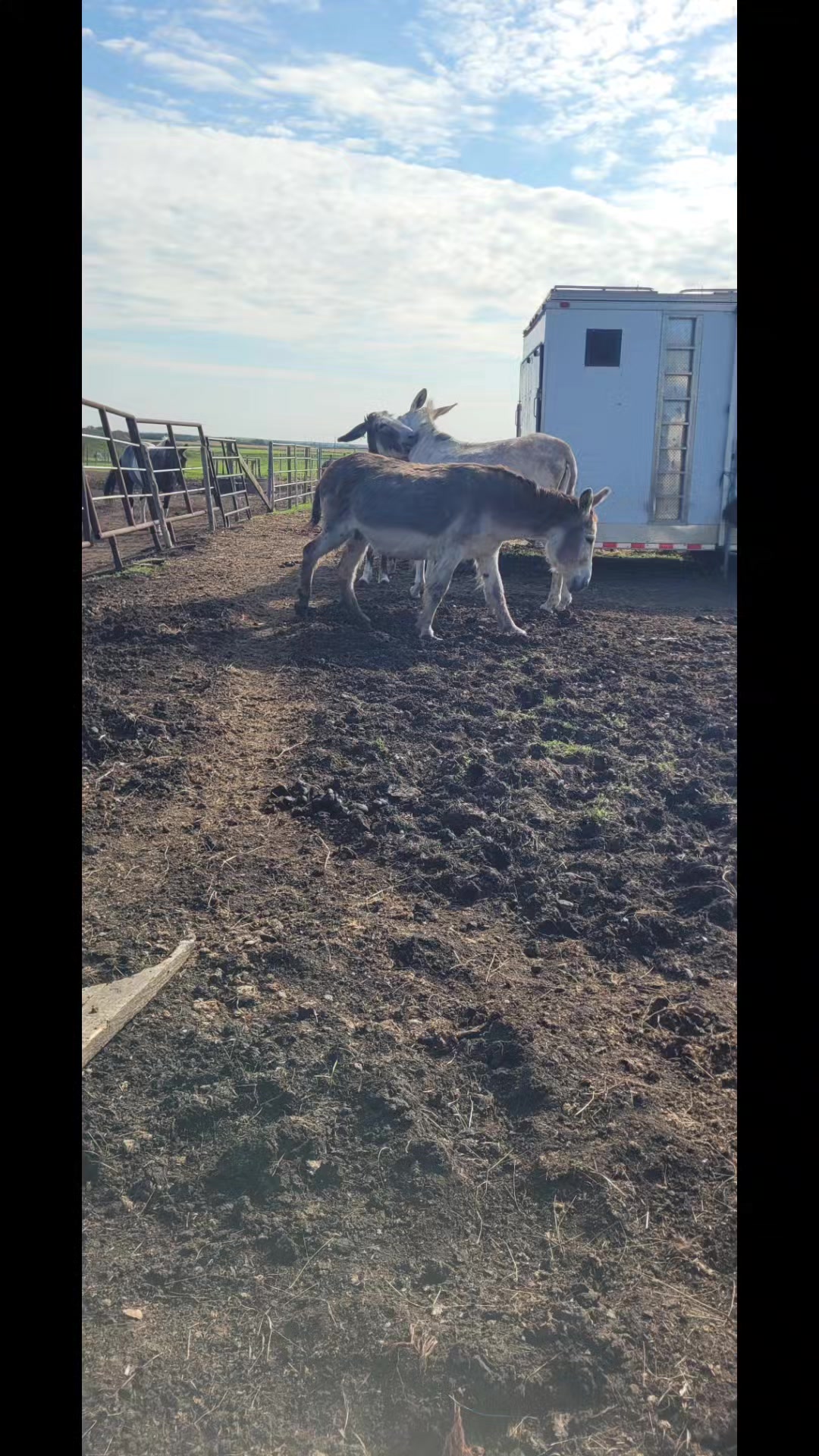 @🇨🇦Mule Momma 🇨🇦🇨🇦