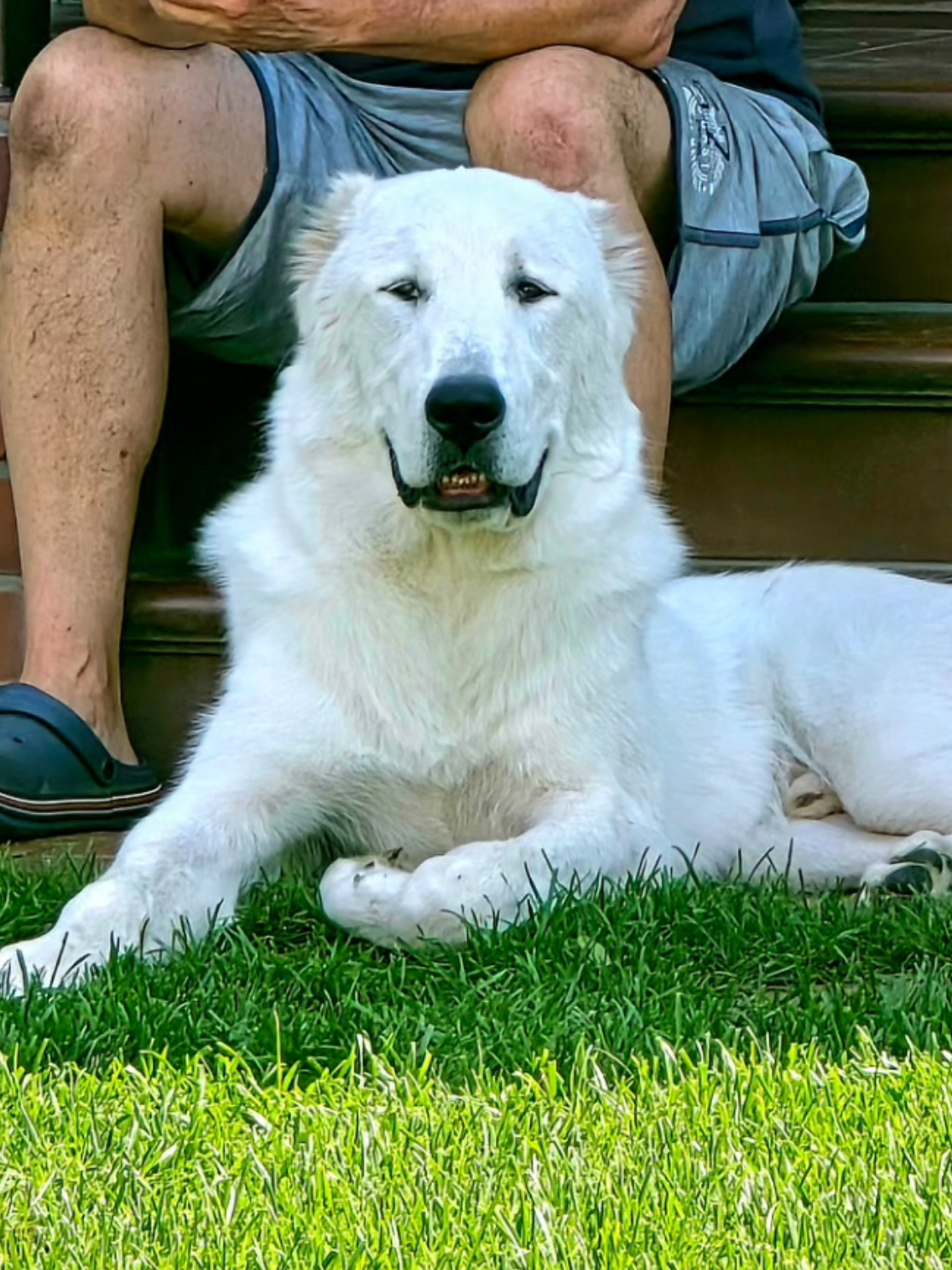 @ABELHAYATKENNEL