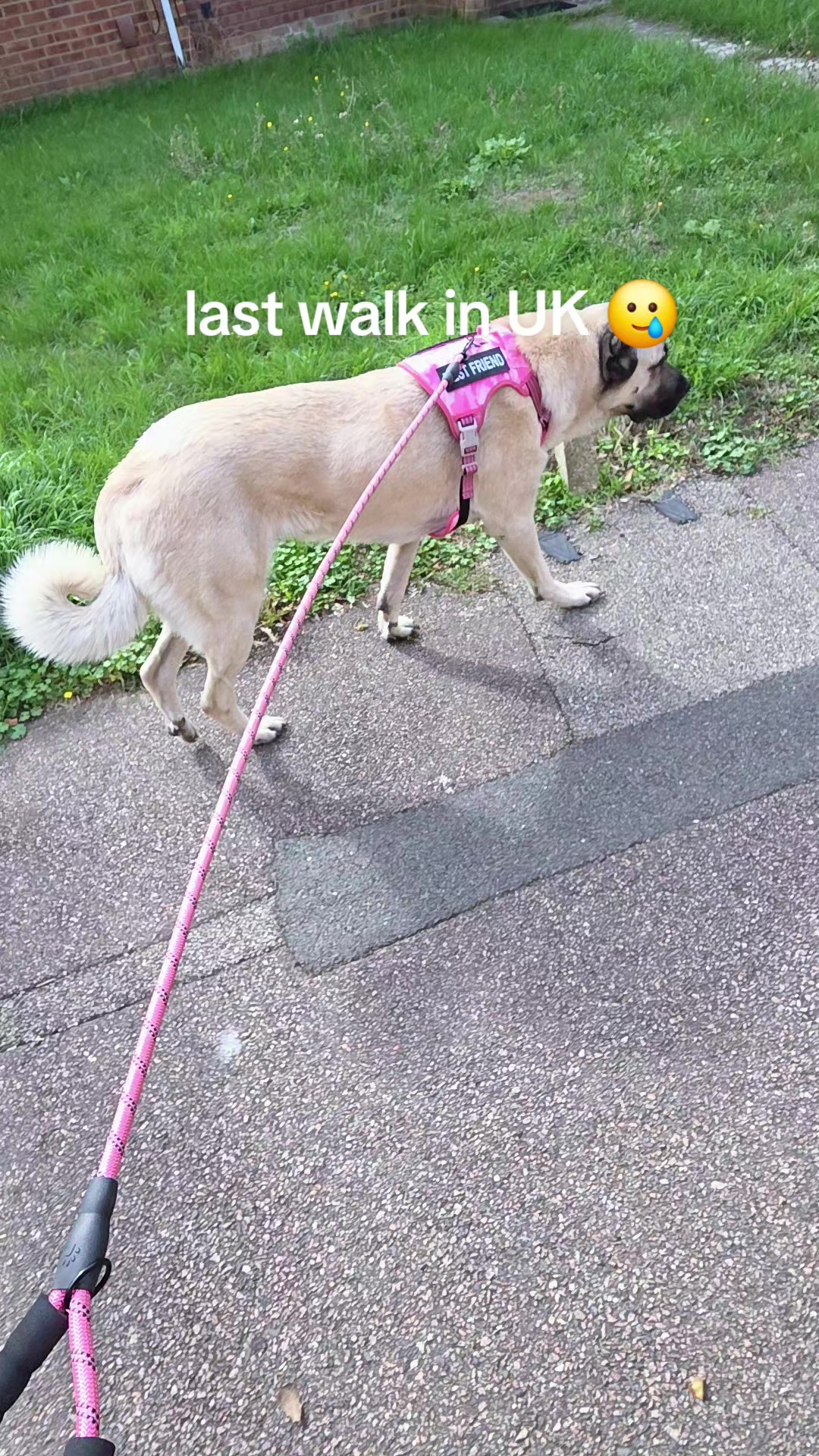@Wellness for Pet